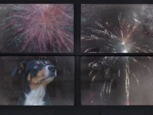 Fourth of July fireworks