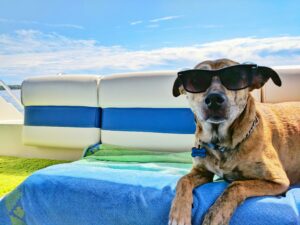 Beat the Heat: Signs of Overheating and How to Prevent It