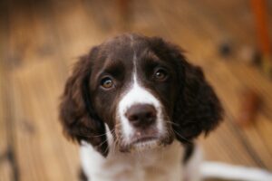 Backyard Safety for Dogs: BBQs, Kids, and Distractions