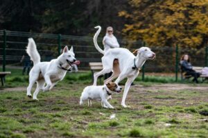 Keep your dog active when it's too hot.