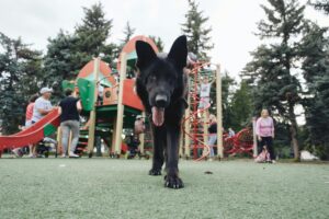 Training Tips for Families With Kids and Dogs