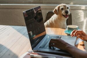Back-2-School: Smooth Transitions for a Happy, Confident Dog