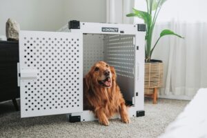Crate Training 101: The Simple Positive Approach