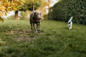 Dog Parks vs. Structured Play: What’s Better for Training?