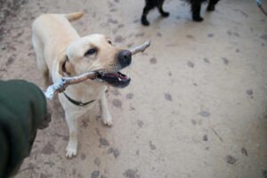 Obedience Training: A Powerful Lifelong Journey