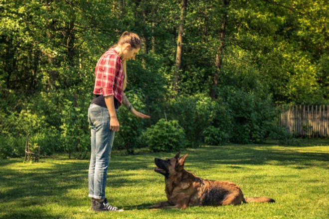 Dog training in Rochester – Board and Train Program – Obedient and relaxed dog (Webster)