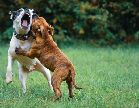 Dog training in Rochester – Aggressive Dog Training – Calmer, more obedient behavior (Brighton)