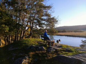 Multi-Dog Success: Expert Training Tips for a Happy Pack