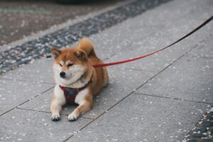 Leash Reactivity: Powerful Causes, Fixes, & Myths Explained