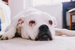 How to Introduce a New Dog and Avoid the Chaos