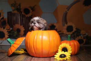 Spooky Halloween with Dogs: Fun Costumes, Candy, and Chaos