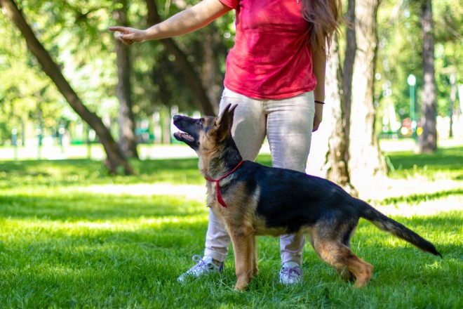 Dog training in Rochester – Puppy Training Program – Basic obedience lessons with young German Shepherd (Fairport)
