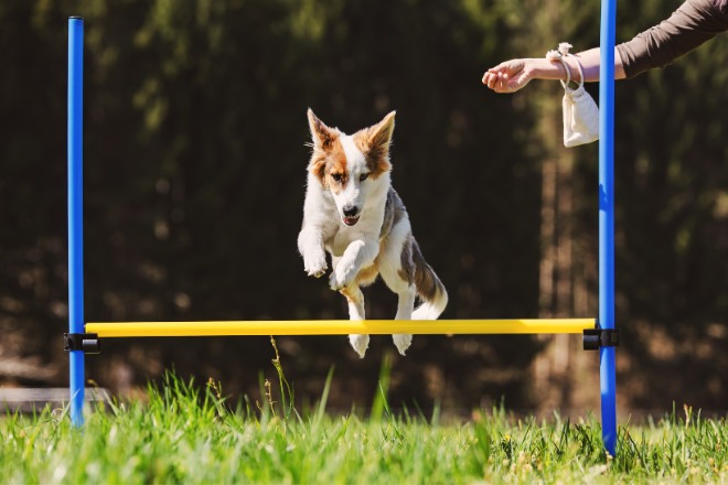 Dog perfectly behaved off leash in Rochester park